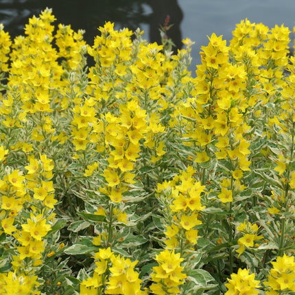 Lysimachia punctata