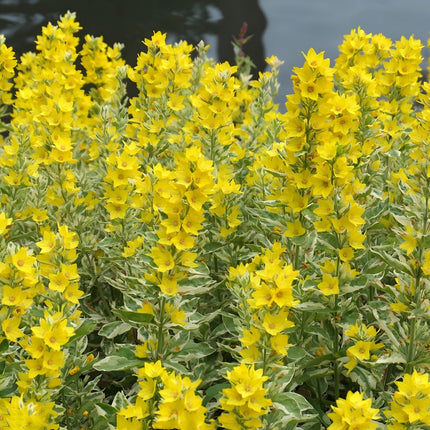 Lysimachia punctata