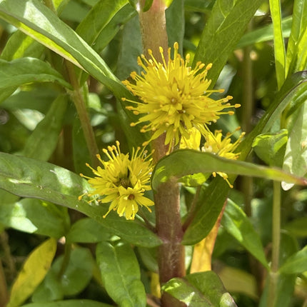 Lysimachia thyrsiflora