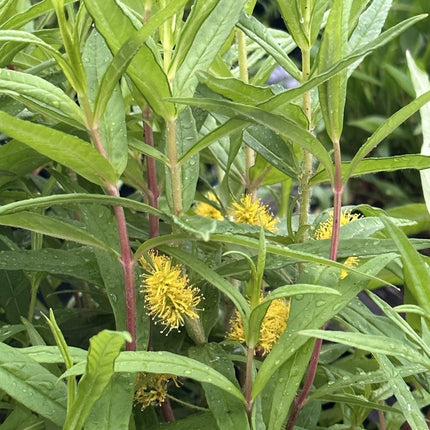 Lysimachia thyrsiflora