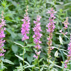 1 / 7cm Bareroot