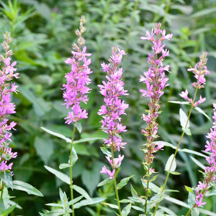 Lythrum salicaria 'Rosy Gem'