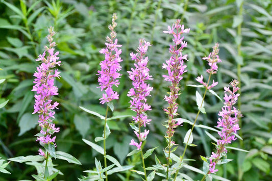 Lythrum salicaria Rosey Gem - Marginal Pond Plants - MBP079