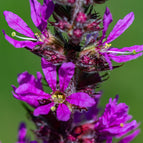 1 / 7cm Bareroot