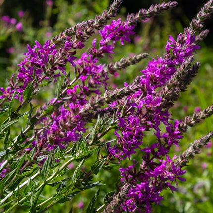 Lythrum salicaria