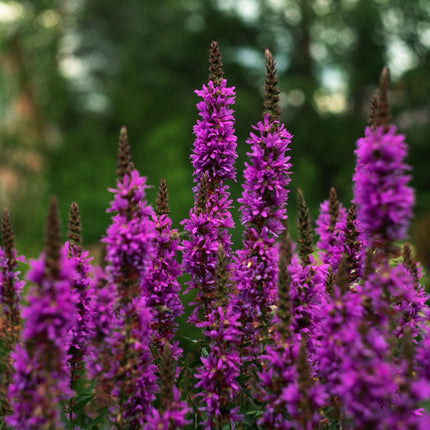 Lythrum salicaria