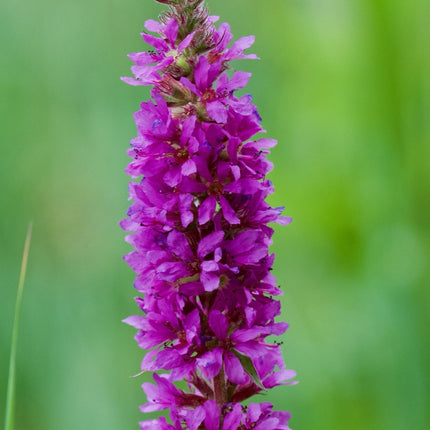Lythrum salicaria