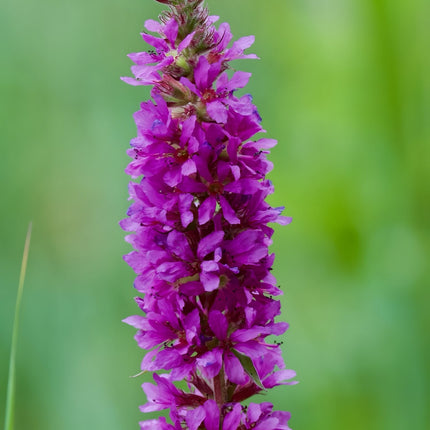 Lythrum salicaria