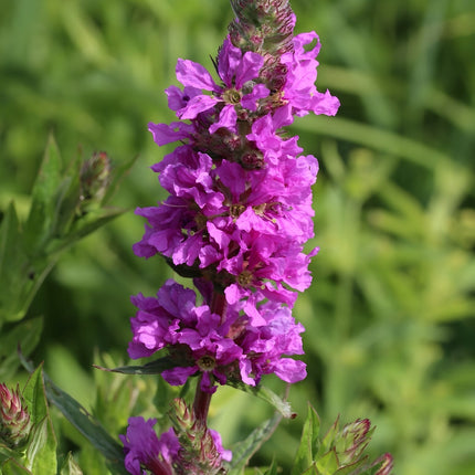 Lythrum salicaria