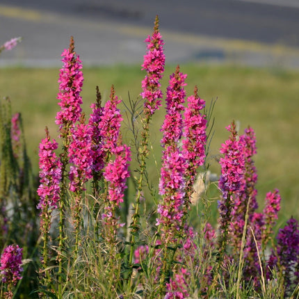 Lythrum salicaria 'Robert'
