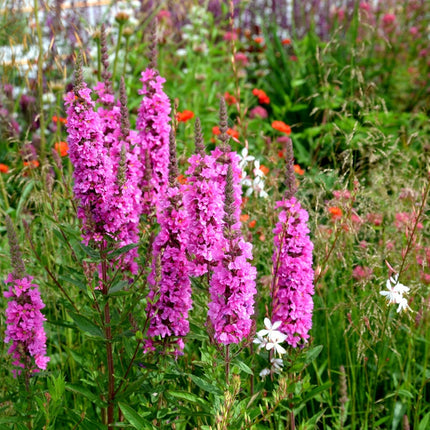 Lythrum salicaria 'Robert'