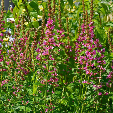 Lythrum salicaria 'Robert'
