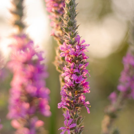 Lythrum salicaria 'Robert'