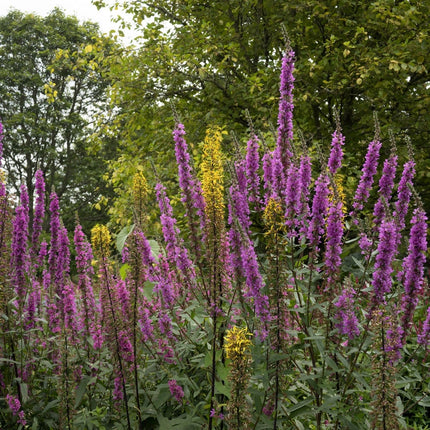 Lythrum salicaria 'Rosy Gem'