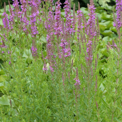 Lythrum salicaria 'Rosy Gem'