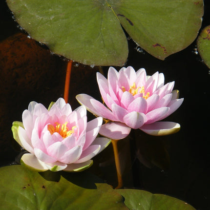 Nymphaea 'Madame Wilfron Gonnere'
