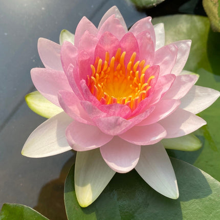 Nymphaea 'Madame Wilfron Gonnere'