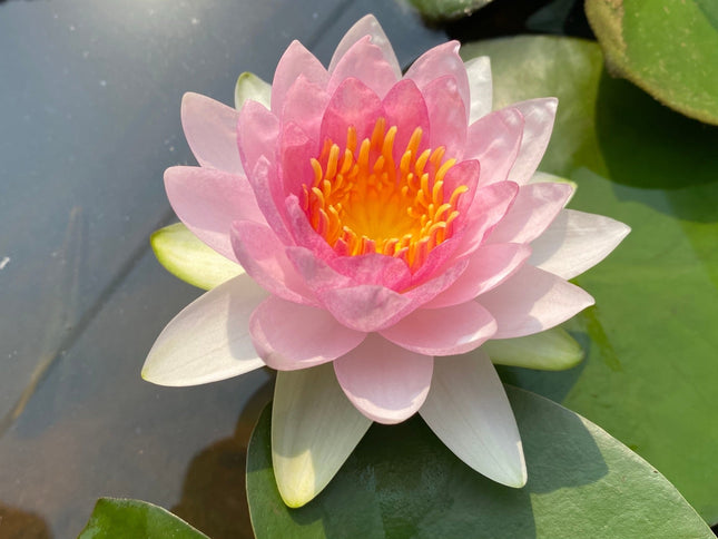 Nymphaea 'Madame Wilfron Gonnere'