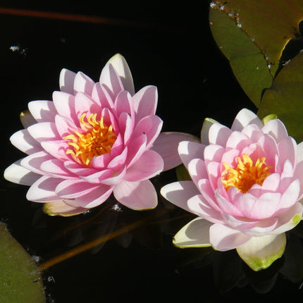 Nymphaea 'Madame Wilfron Gonnere'