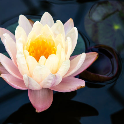 Nymphaea 'Mangkala Ubol'
