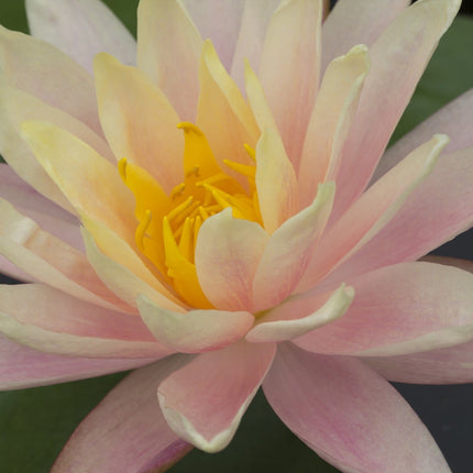 Nymphaea 'Mangkala Ubol'