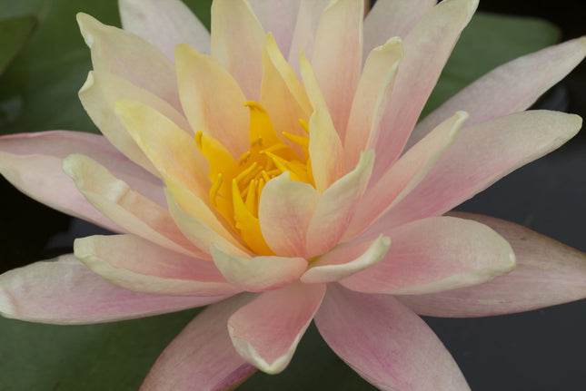 Nymphaea 'Mangkala Ubol'