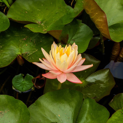 Nymphaea 'Mangkala Ubol'