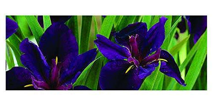 Iris louisiana 'Black Gamecock'