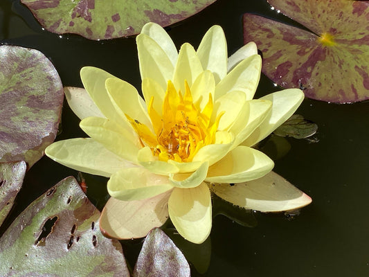 Chromatella Water Lily - Pond Plants - LW05