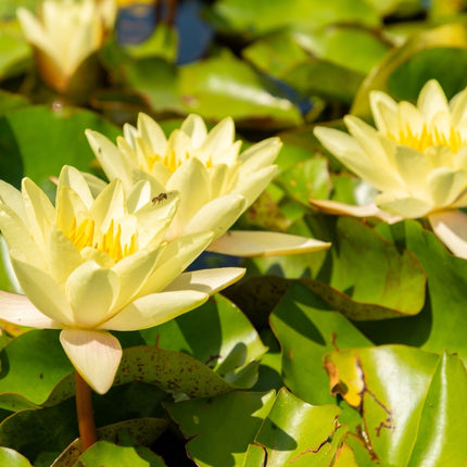 Nymphaea 'Chromatella'