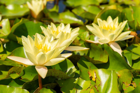 Chromatella Water Lily - Pond Plants - LW05