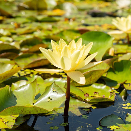 Nymphaea 'Chromatella'