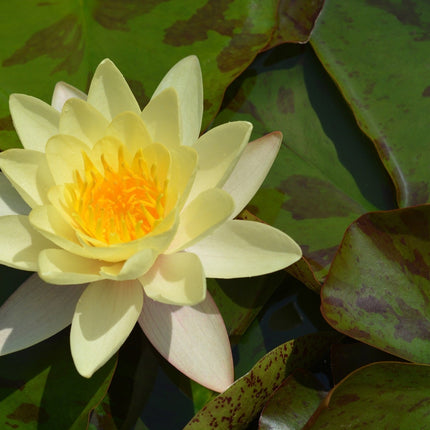 Nymphaea 'Chromatella'
