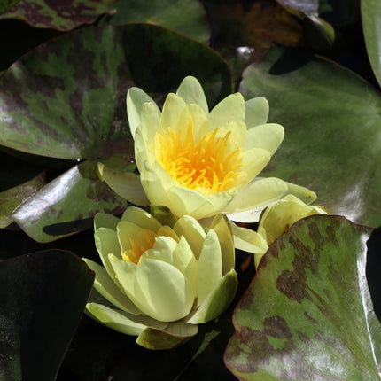 Nymphaea 'Chromatella'