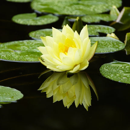 Nymphaea 'Marliacea Chromatella'
