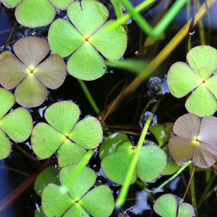 Marsilea quadrifolia