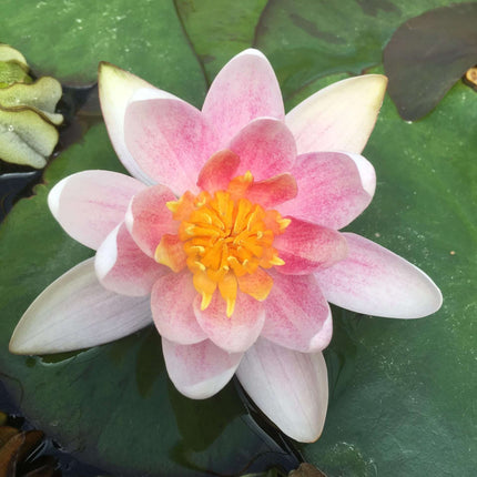 Nymphaea 'Mary Patricia'