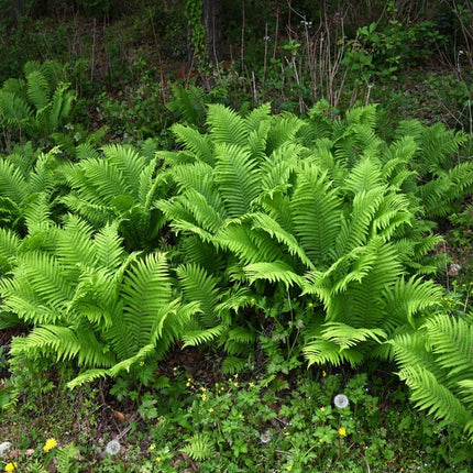 Matteuccia struthiopteris