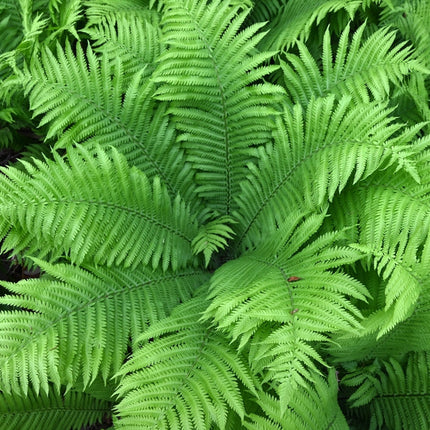 Matteuccia struthiopteris
