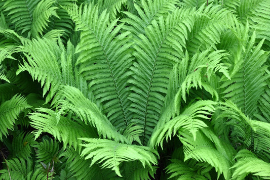 Matteuccia struthiopteris - Marginal Pond Plants - BP080