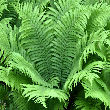 Matteuccia struthiopteris
