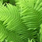 1 / 7cm Bareroot