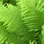 1 / 7cm Bareroot