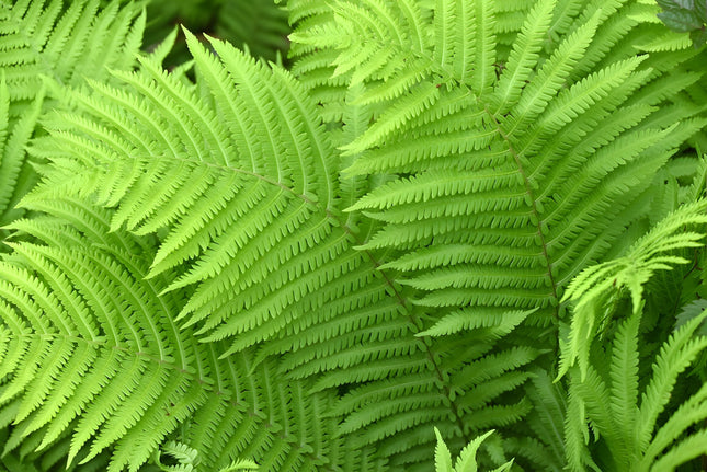 Matteuccia struthiopteris