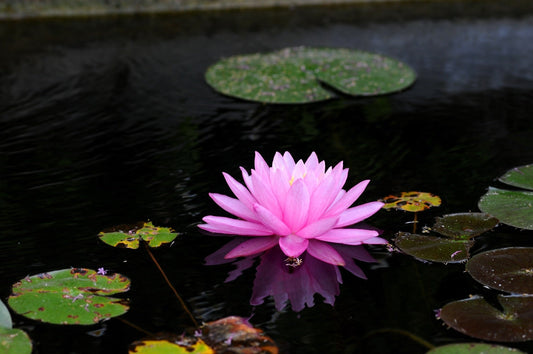 Mayla Water Lily - Pond Plants - VLW10