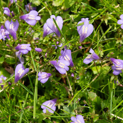 Mazus reptans