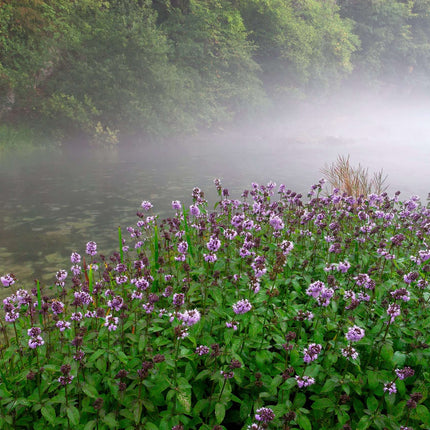 Mentha aquatica