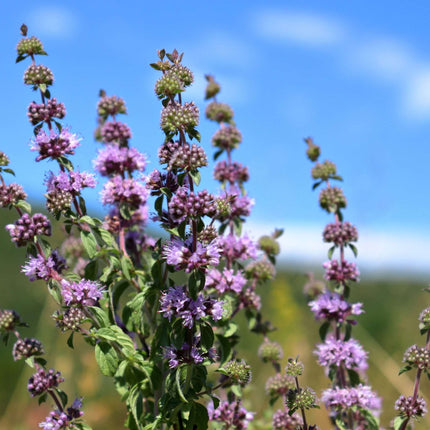 Mentha pulegium