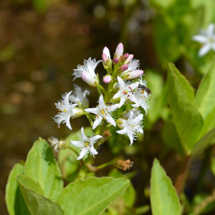 Menyanthes trifoliata
