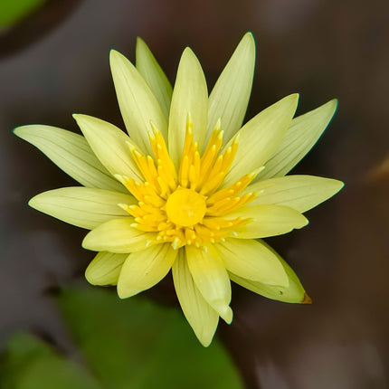 Nymphaea 'Mexicana (Sunrise)'